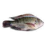 BLACK TILAPIA 400-600g