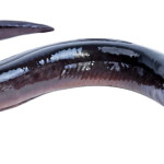 CLEANED EEL WHOLE 1pc (500-700g)(1050yen/500g)