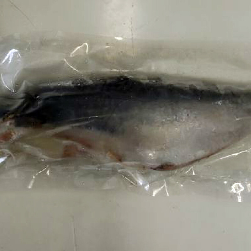 PANGASIUS WHOLE 1pc(1-1.5kg)(700yen/kg)