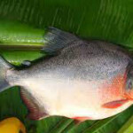 RED POMFRET WHOLE 1pc(around1kg)