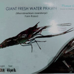 GIANT FRESH WATER PRAWN MEENA 908g 8/12pc