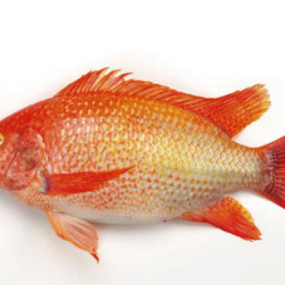 RED TILAPIA 400-600g