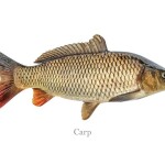 COMMON CARP WHOLE 1pc(900-1200g)(1200yen/kg)