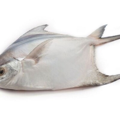 SILVER POMFRET Rupchanda 200-300g